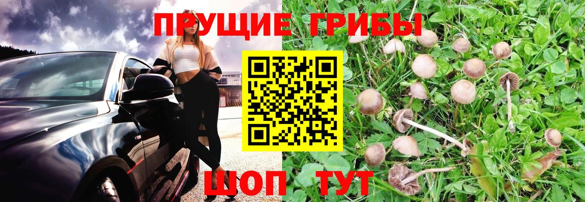 Галлюциногенные грибы Cubensis Печора
